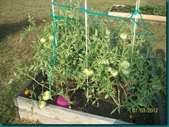Misc pictures July 3 2012 031