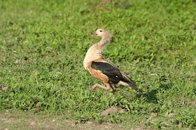 patos en peligro de Argentina Ganso del monte Neochen jubata