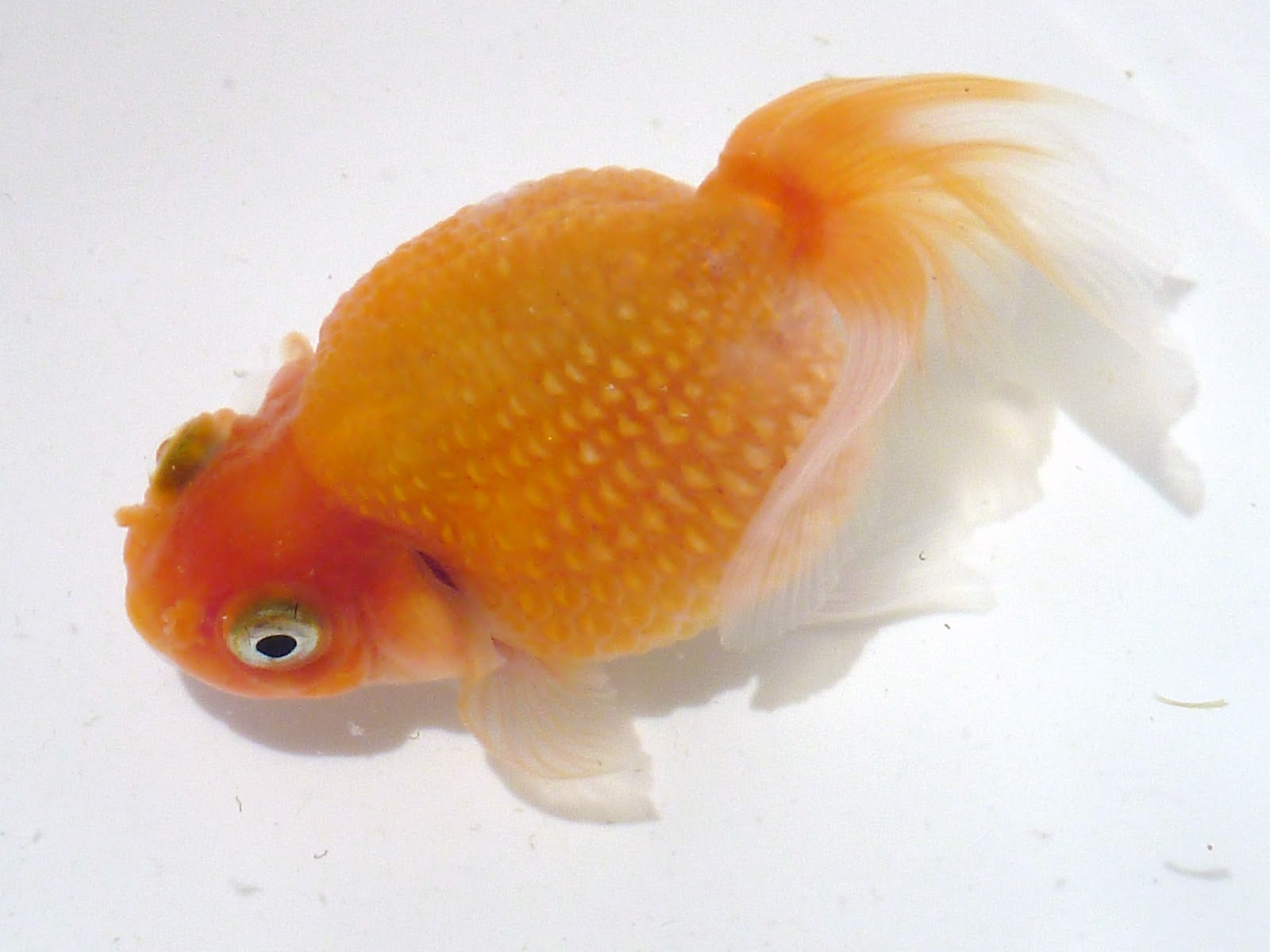 錬金魚術 真ん丸パールスケール