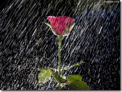 Rosa_con_Lluvia_Intensa_1024x768-336717