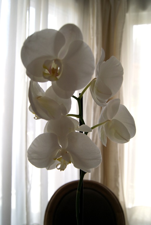 DSC02445