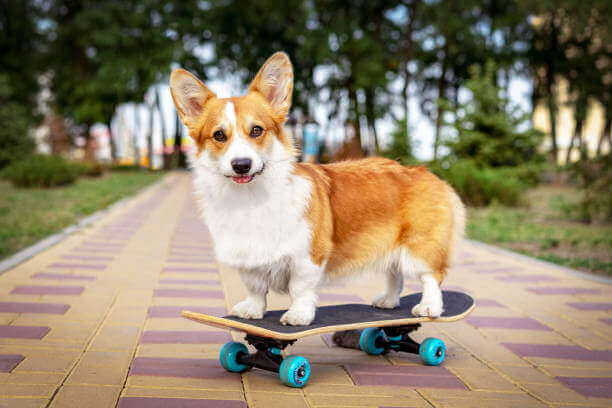 Berger Australien x Pembroke Welsh Corgi: Lequel choisir?