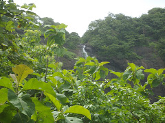 Dense forest vegetation on "Sagargad hill"
