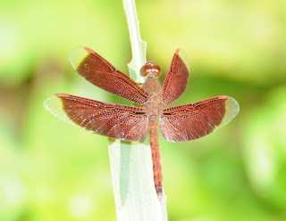 Neurothemis fluctuans