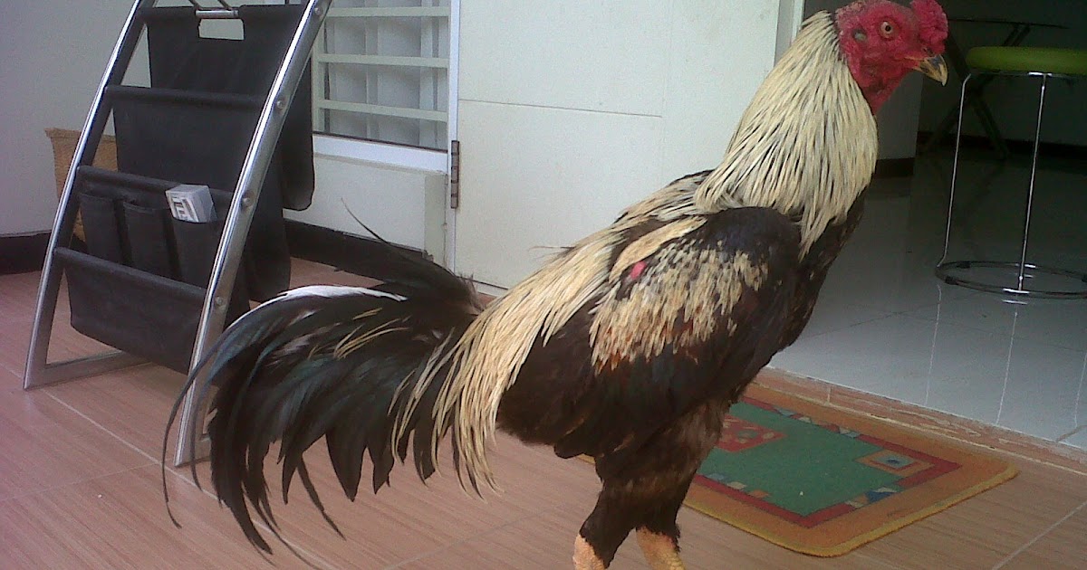  Ayam  Bangkok Kandang HERO WIDO CEMPAKA