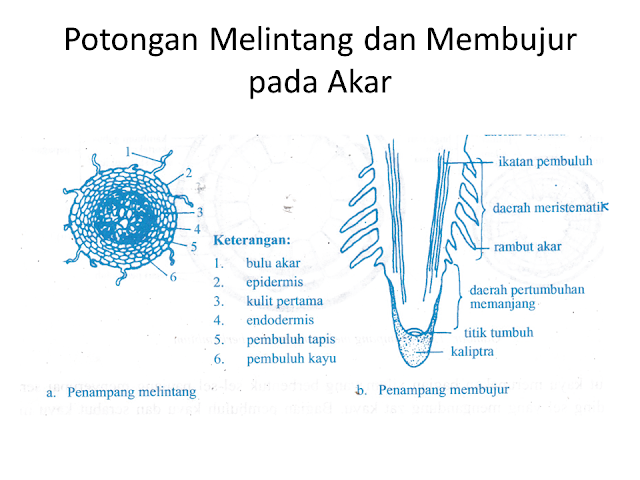 Potongan Melintang dan Membujur pada Akar