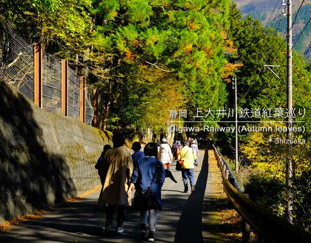 寸又峡と奥大井湖上駅の紅葉を見に行った