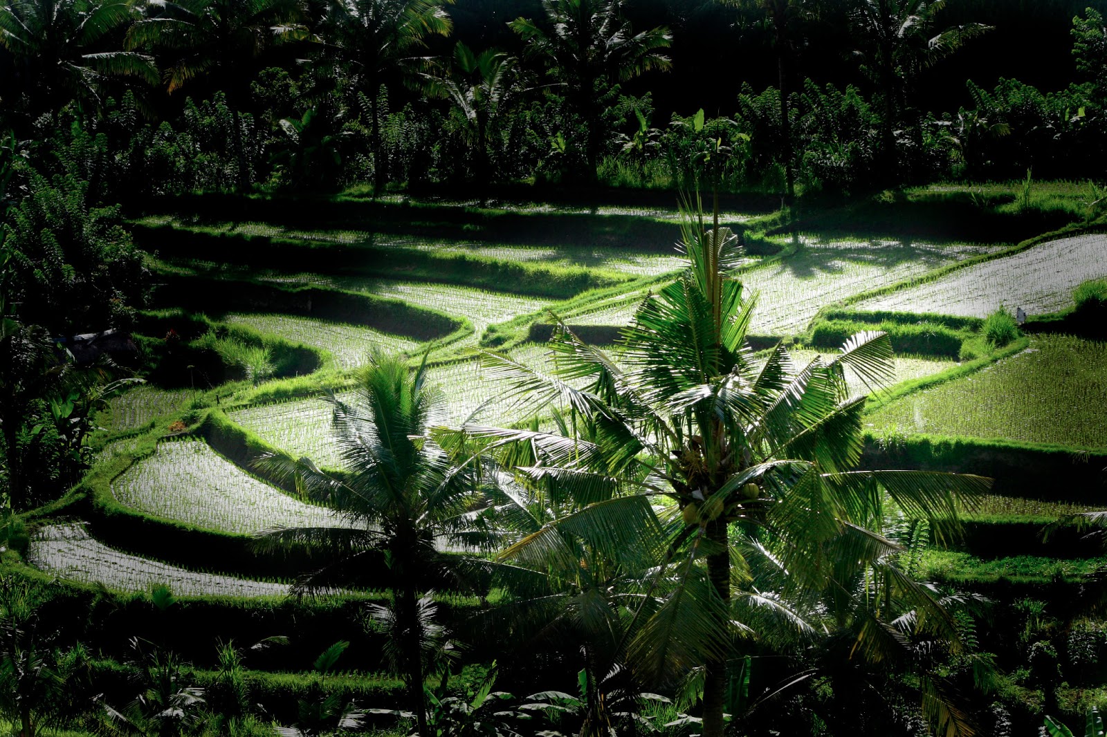  Ubud Bali WISATA IMPIAN