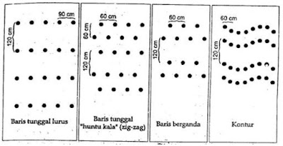 cara membuat lubang tanam dan jarak tanam