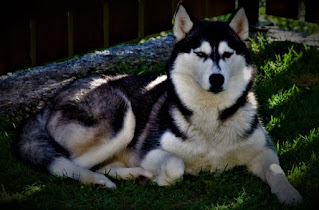 East Siberian huskies  history East Siberian husky is one of the four main varieties of barking that we know today. In fact, there were many more of these varieties - at the end of the 19th century, there were several dozen of them. All these native dogs descended from the wolf in time immemorial, and still hold many similarities.  Laiki lived together with the indigenous peoples of the north and many people had their own breed of huskies. Over time, industrialization, subjugation of the north, contact of indigenous people with newcomers, and the appearance of other breeds led to a decrease in the number of barks. Needless to say - the number of Aboriginal tribes in the early 20th century also steadily decreased. Therefore, it was decided to allocate 4 main types of barks, in order to save the breed from complete extinction. So there were:  East Siberian husky; West Siberian husky; Karlo-Finnish husky; Russian-European huskies;    The breed of East Siberian husky is considered rare all over the world today, whereas in Russia it is quite common. These dogs are recognized by all international cynological organizations.   Characteristics of the breed popularity                                                           01/10  training                                                                10/10  size                                                                        06/10  mind                                                                     09/10  protection                                                          09/10  Relationships with children                         07/10  Dexterity                                                             10/10     Breed information country  USSR  lifetime  12-15 years old  height  Males: 55-66 cm Bitches: 51-60 cm  weight  Males: 18-23 kg Suki: 18-23 kg  Longwool  Average  Color  black, white, yellow-brown, gray, brown  price  100 - 400 $  description These are medium-sized dogs, with athletic physiques, strong, strong, muscular. The muzzle is slightly elongated, the ears are standing, the limbs are medium length, and the tail is medium, swirling upwards. The chest is expressed; the wool is medium length.     personality The breed of East Siberian husky carries many qualities of native hunting dogs, including - hunting instincts. If you are into hunting, such a dog is ideal for you as a pet. This is a hardy, intelligent, strong, and extremely devoted dog who can spend the whole day in the woods without food, hunting down the beast together with the owner.  The breed has excellent flair, holds a good track, and generally feels at home in the forest. However, so it is - the forest for the East Siberian husky, really - the home of the native. Hence the pattern - the best place to keep such a dog is a private house with its own yard. Although, this breed can safely adapt to the city apartment, provided that will get regular access to the park and forest.  East Siberian huskies get along well with other dogs, especially if joint upbringing begins at an early age. Small animals, including cats, will definitely be a problem. Cats can be taught, but you need to do it while your dog is still a puppy. The dog treats people in general well, but to strangers - with caution, which is quite natural.  If the dog realizes himself as a watchman, he will bark at strangers, but as guard dogs, this breed fits badly. In relation to his family, the pet shows great love and devotion, and tries to please, although sometimes can be stubborn. Not recommended for novice owners.  Children are perceived normally, especially if there is an opportunity to play with them. He has a high level of energy and needs long walks and various types of activity, including exercise, to maintain his musculature. He's not afraid of the cold.     Common diseases These are very healthy and hardy dogs, with excellent immunity - they rarely get sick.