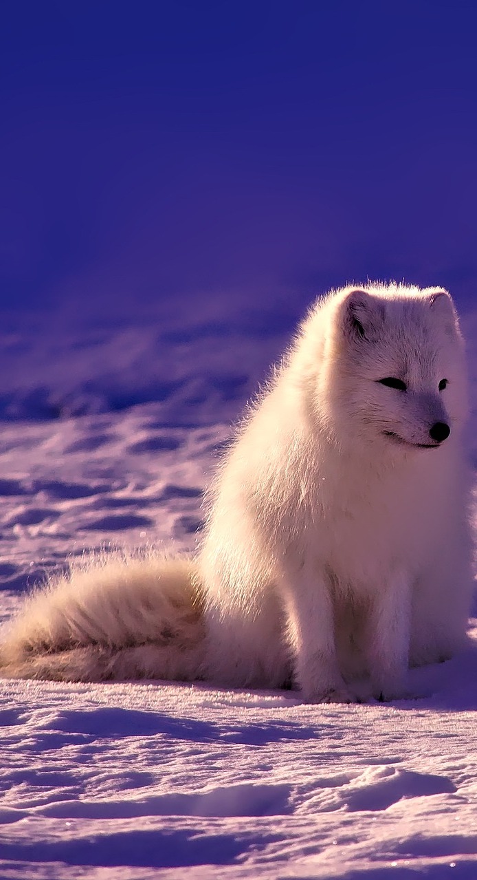 Picture of a Norway white arctic fox.