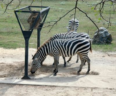 Cape May County Park and Zoo in New Jersey