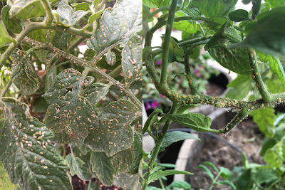 A composite photo of tomato plants infested with small insects called psyllids