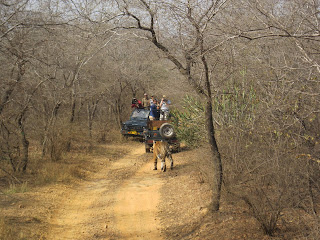 golden traiangle tour with tigers rajasthan INDIA