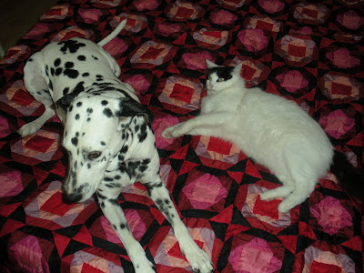 Dalmations As Pets. One of our host#39;s Dalmations