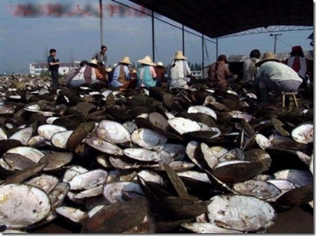 pearl_harvesting3