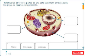 http://www.infantil.librosvivos.net/actividades/flashActividadesPrimariaPub/examen.swf?idejecucion=5000