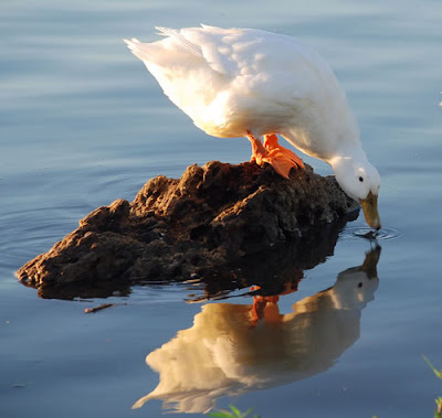 Beautiful Examples Of Reflective Photography 