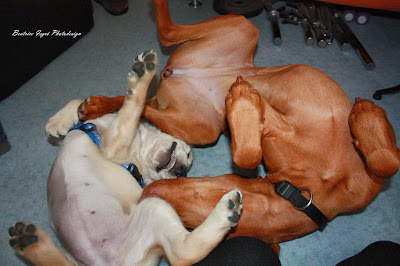 ein Golden Retriever und ein Magyar Vizsla beim Spielen