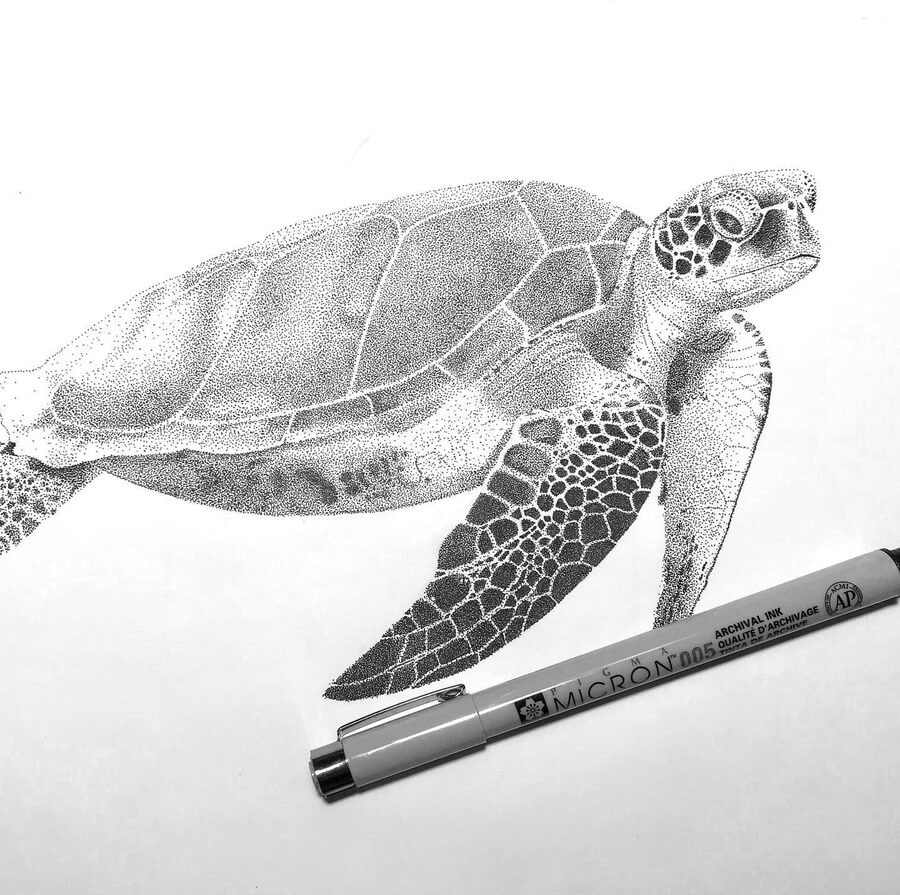 04-Sea-turtle-Animal-Drawings-Kelsey-Hammerton-www-designstack-co