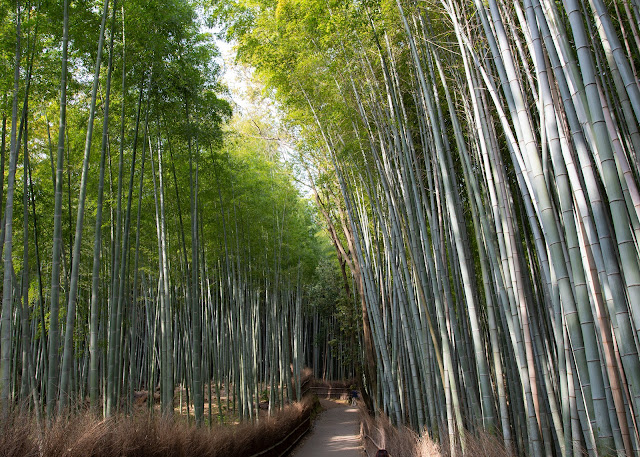 Arashiyama Bamboo Grove