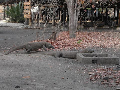 Komodo Dragon in Komodo National Park