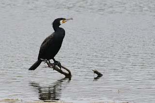 Cormorant