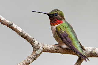 Beautiful Hummingbird