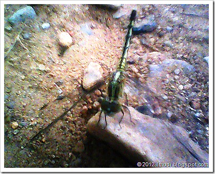 Gambar Foto Dragon Fly