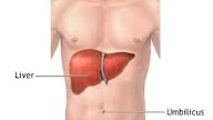 Picture Of Liver In Body, Anatomy And Function Of The Liver - Maybe you would like to learn more about one of these?