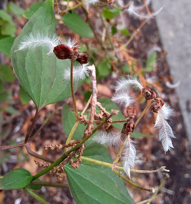 Sweet Autumn Clematis seed pods