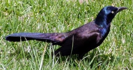 Wild Birds Unlimited Find Out Why They Are Called Grackles