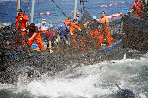 atun cadiz pesca