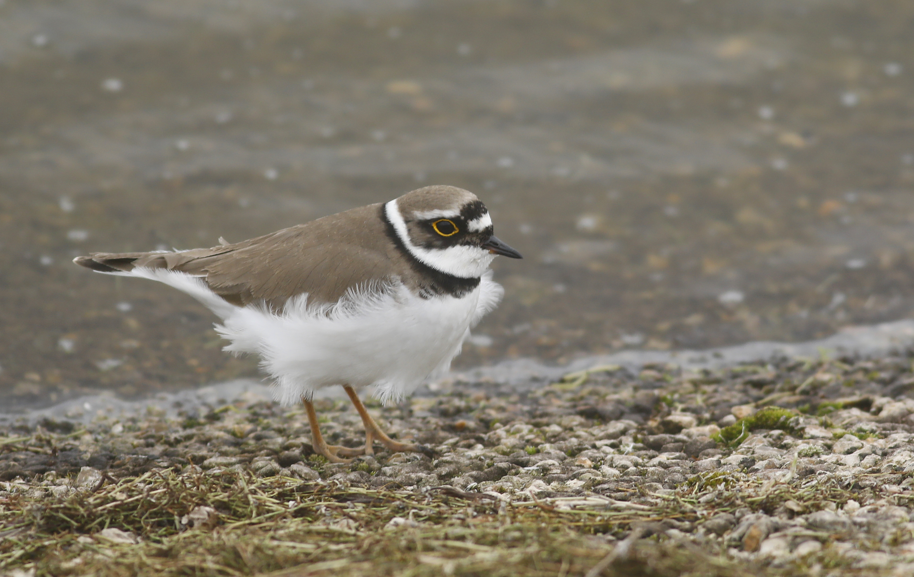 Little Ringed Plover in pair