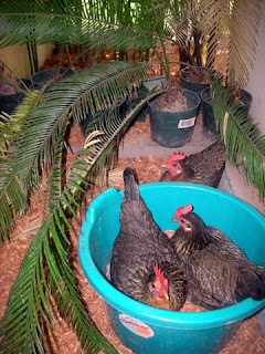 bantam hens, La Ceiba, Honduras