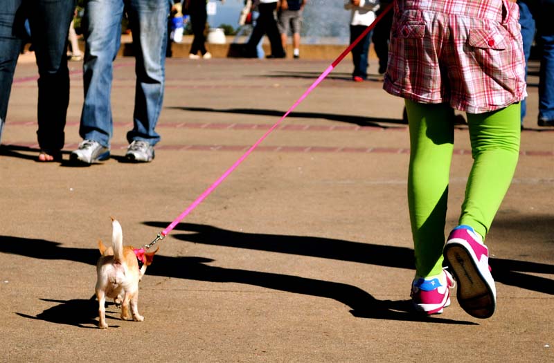 Girl and Chihuahua; click for previous post