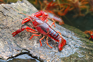 lobster air tawar