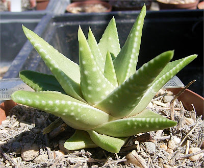 Haworthia kingiana