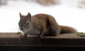 red squirrel