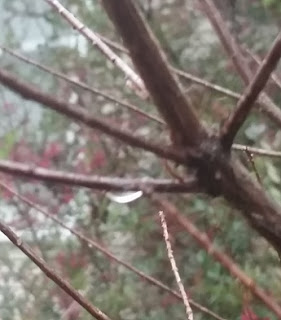 frozen dew drop