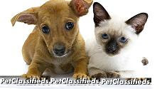 Pet Classifieds