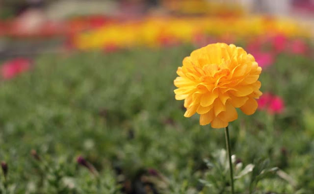 Persian Buttercup Flowers Pictures