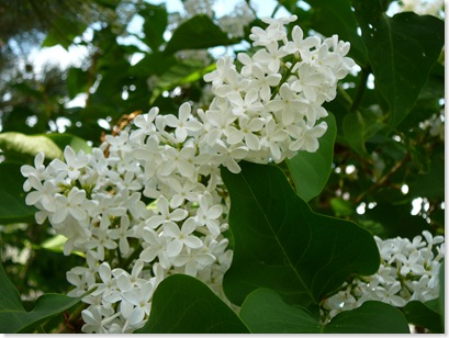 spring lilacs 2009