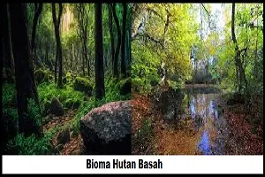 Manfaat bioma hutan basah