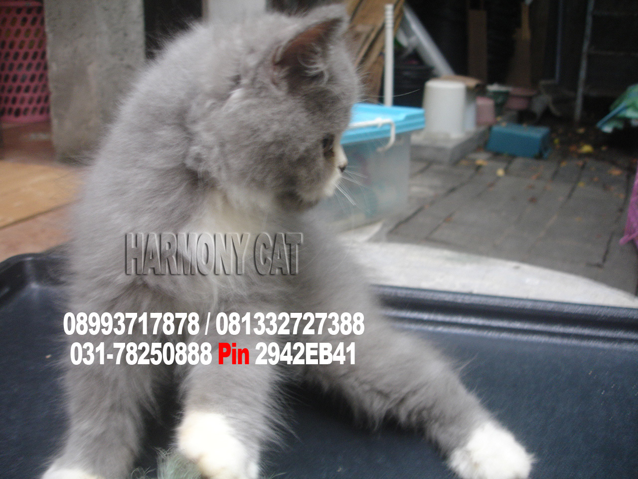 kucing+persia+anggora+di+jual+di+medan+-+sumatera+utara.jpg