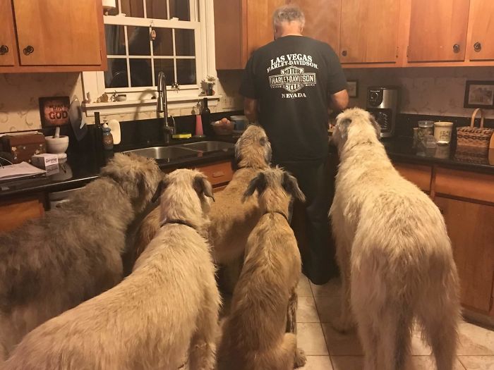 Hilarious Pictures Of 24 Adorable Though Giant Wolfhounds