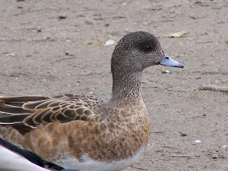 American Wigeon