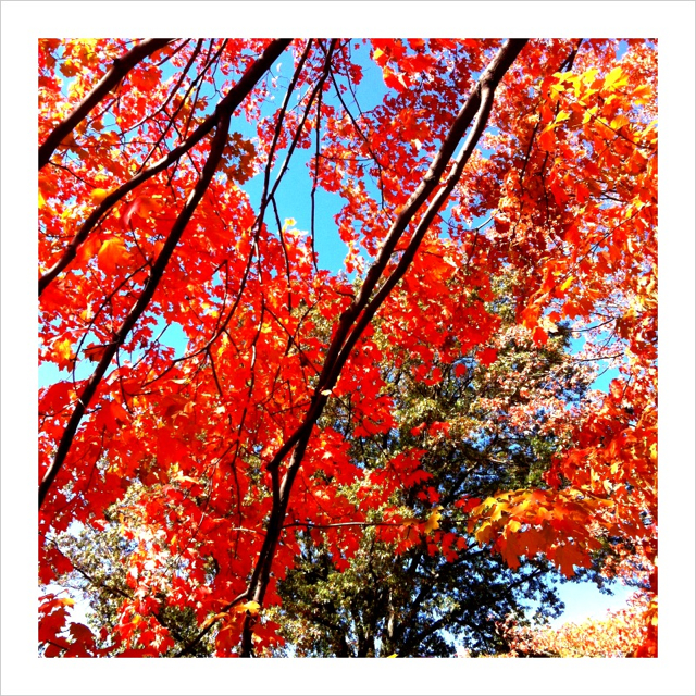 Central Park Fall Foliage