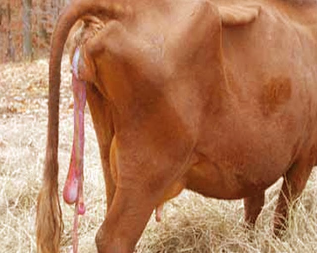 গাভীর ফুল কেন আটকে যায়, আটকালে করণীয় কী