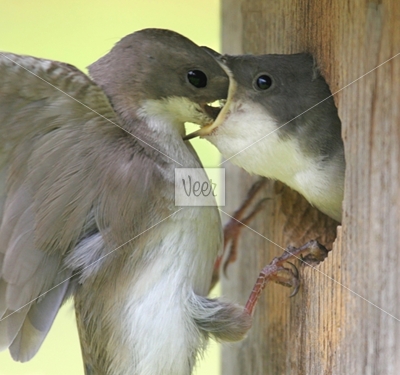 Pictures Baby Birds on Images Of Feeding Baby Bird
